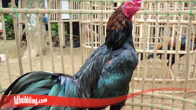 Jangan Sampai Salah Mengenali Ayam Bangkok Pilihan