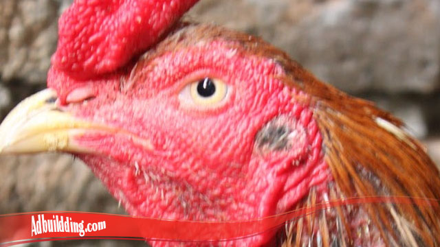 Kenali Cara Mudah Sembuhkan Mata Ayam S128