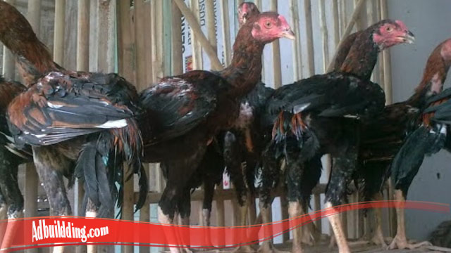 Jangan Sampai Salah Berikut Trik Ternak Ayam Bangkok