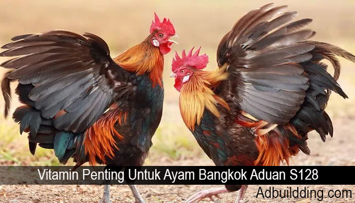 Vitamin Penting Untuk Ayam Bangkok Aduan S128